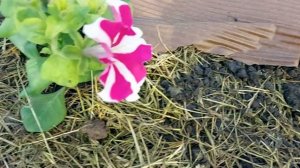 Мульча из коры. Избавляемся от сорняков.