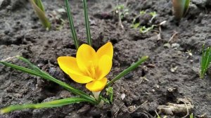 Крокус ботанічний Gipsy Girl (крокус ботанический Джипси Гел, Гипси Гел)