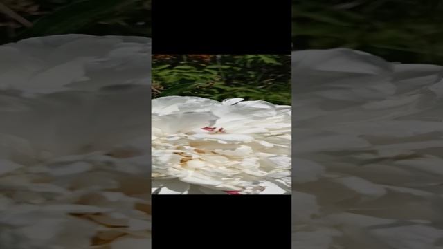 Белый пион смотреть онлайн