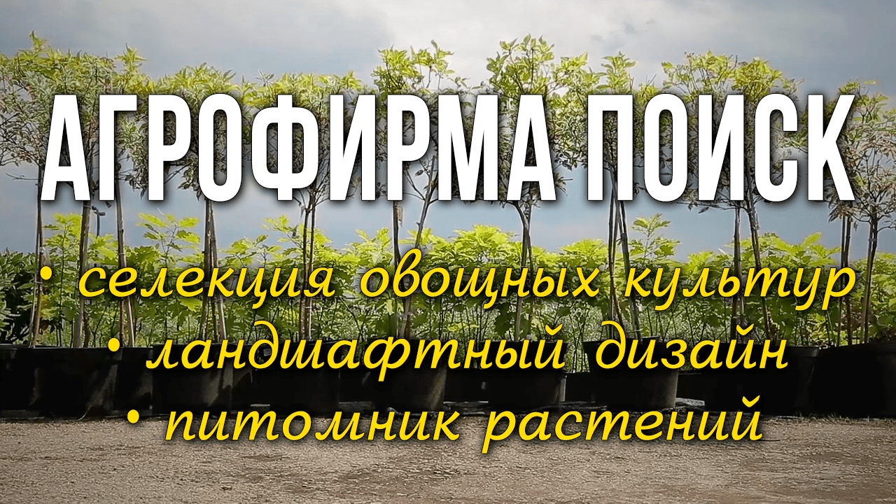 Селекционный центр. Урожайные сорта огурцов. Сорт капусты длительного срока хранения.