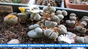 Экзотические суккуленты Литопсы: уход в домашних условиях за оригинальным растением