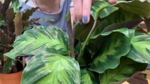 Молитвенное комнатное растение Калатея - в чем её секрет? Обзор сортов. Как ухаживать за калатеей.