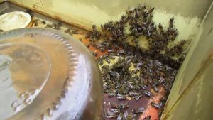 пчеловодство по новому - содержание пчел без осмотров пчеловодом, ответы на вопросы