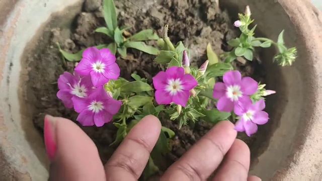 How to grow and care phlox plant смотреть онлайн