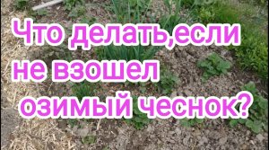 Что делать,если чеснок не взошел весной?