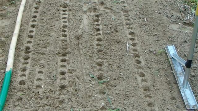 Сажаем лук севок с помощью маркера. смотреть онлайн