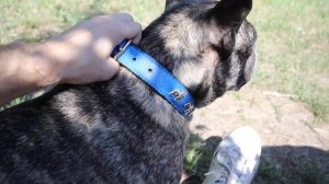 Стоит ли кастрировать французского бульдога? Как поменялся характер спустя 2 года