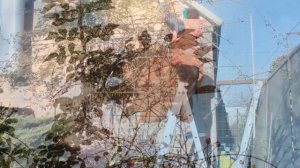 Два дня ОБРЕЗАЛА плетистую  розу New Dawn. ДЕКАБРЬ  в саду. Смешные котята. ROSE NEW DAWN