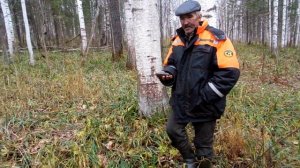 Продажа леса на корню