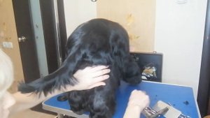стрижка английского кокер спаниеля (плюсна)