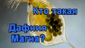 Дафния Магна (Daphnia Magna) - описание