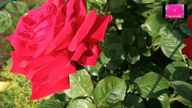 Роза СУПЕР ГРАНД АМОРЕ или все же БУРГУНД 81? смотреть онлайн