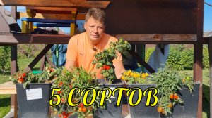 эксклюзив 2022! таких сортов помидор вы еще не встречали, 5 сортов для выращивания в кашпо на окне