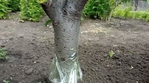 Обычный СКОТЧ ПРОТИВ МУРАВЬЁВ