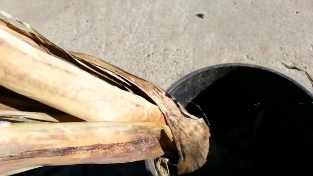 Musa Basjoo and Dwarf Cavendish Banana Overwintered Dry смотреть онлайн