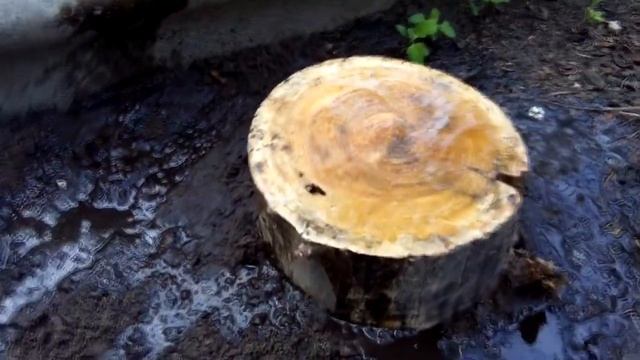 Как вырастить грибы вешенки на даче на пнях