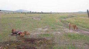 Африка. Кения. Масаи Мара - львы