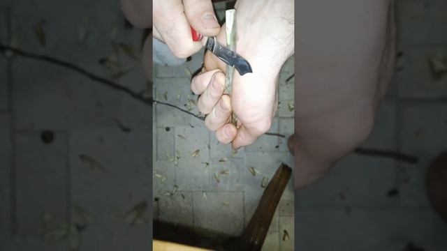 Зимняя Прививка грецкого ореха Кочерженко