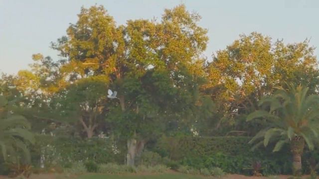 Не Бойтесь Я Добрый Я Съем Вас Быстро! За моим окном поселился крокодил! Кошки боятся выйти погулят смотреть онлайн