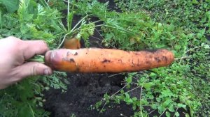Выращивание морковки прополка керосином урожайный огород морковь прополка хранение 1