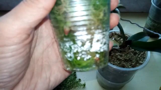 применение живого мха сфагнум для орхидей смотреть онлайн