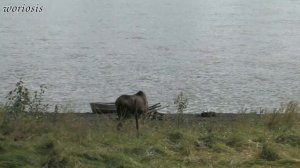 Лось нежданный гость / Alaskan moose