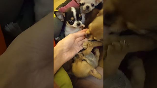 купить щенка в питомнике, наши будни Чихуашек доставка по России 89780708805 смотреть онлайн