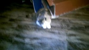 Невралгия у кошки