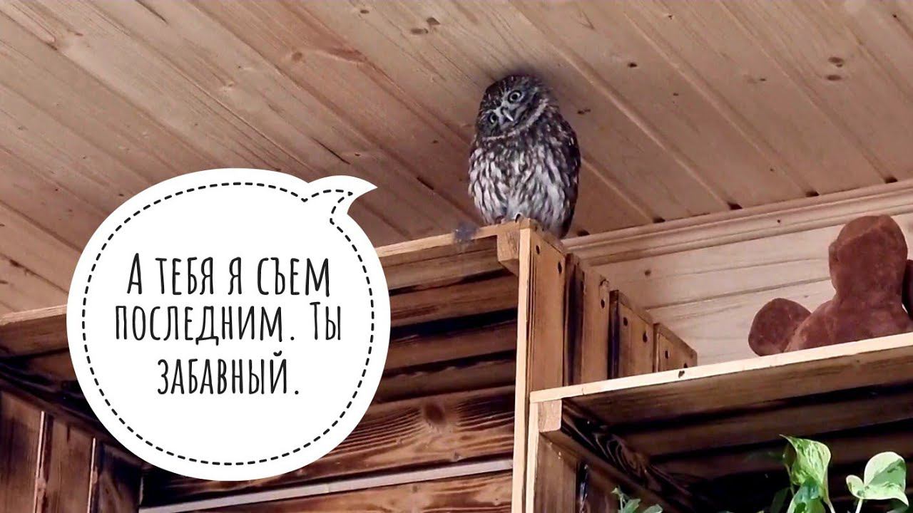 Кот Дурлок придуривается, сыч Лучик умиляется