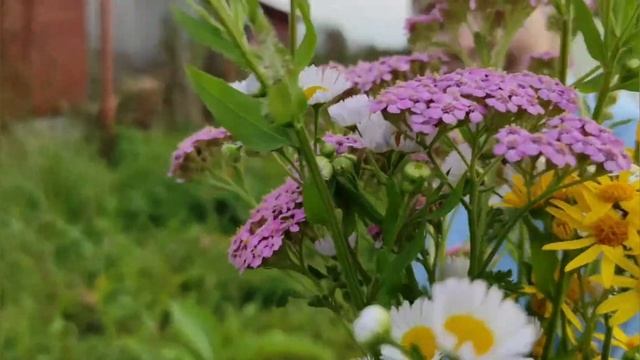 Лучший шашлык из печени . Или как вкусно приготовить печень индейки . |Мировой закусон смотреть онлайн