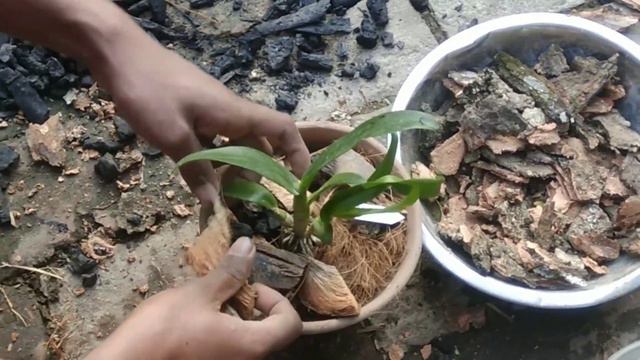 Buying orchid in west bengal смотреть онлайн