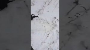 Мобильный ЛАБАЗ - САМОЛАЗ. Испытание на дереве. Часть 2.