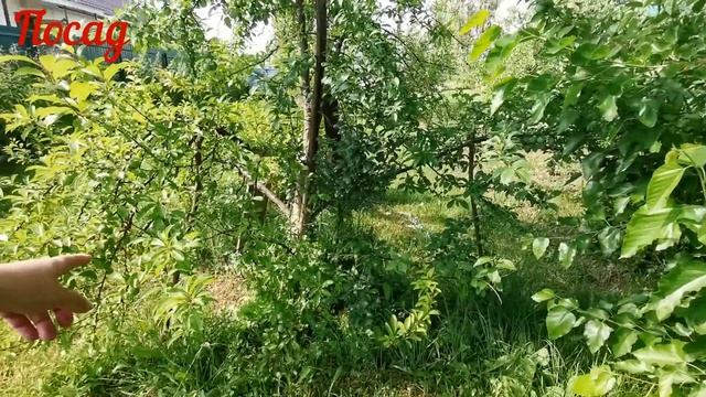 Шелковица. Ответы на главные вопросы