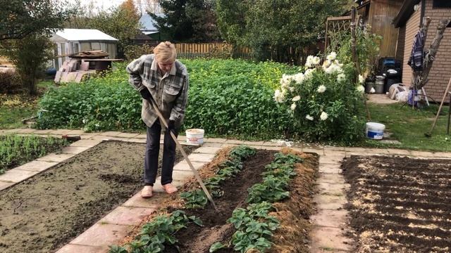 ОЗИМЫЙ ЧЕСНОК | Подготовка земли и посадка чеснока на зиму