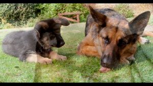 Хозяин заметил, что старая немецкая овчарка доживает последние дни и завёл нового щенка...