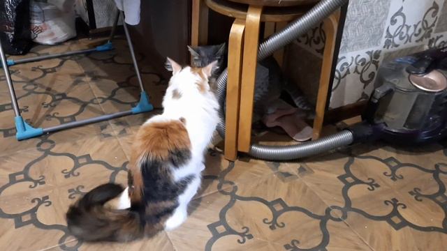 Кошки смешные хулиганки🐈🤭 Как давно кошки и люди вместе!?