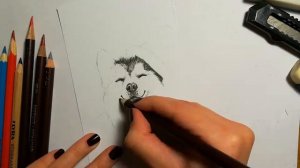 Как нарисовать портрет хаски цветными карандашами?