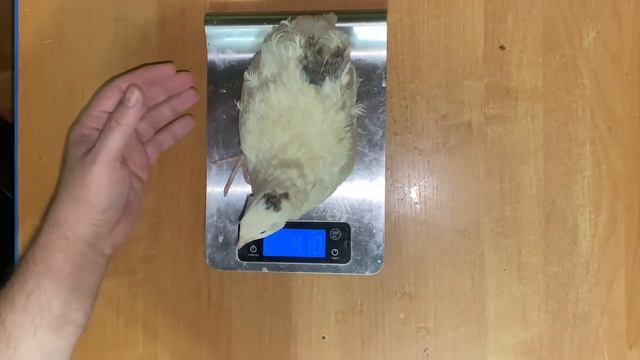 Выбраковка и забой Техасских Бройлерных перепелов. Выход мяса перепелов без кожи 66% Дачная Жизнь Т