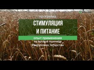 Репортаж с полей. Опыт применения программы "Стимуляция и питание"