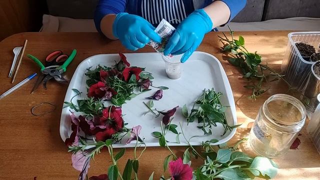 Петуния. Серия "Тайфун". Летние эксперименты. Ч.1