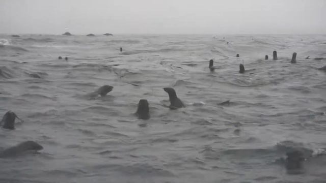 Морские котики вблизи острова Медный (Командорские острова) смотреть онлайн