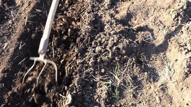 ? 1-е окучивание картофеля с подкормкой навозом и золой по методу Гордеевых