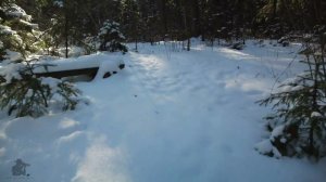 Winter forest.  ASMR. #shorts #russia #dji #nature #forest