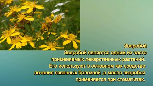 Косова Т. В. «Лекарственные и ядовитые растения» смотреть онлайн