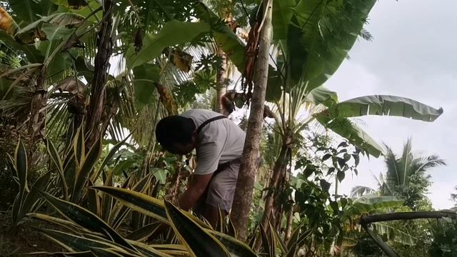 Black gold extreme sansevieria sansevierialover sansevieriahunter sansevieriacollector