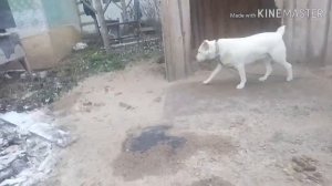 Ложная беременность у собак!