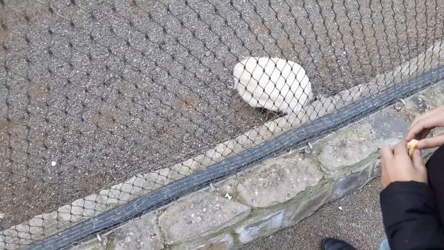 Зоопарк в Баку #зоопарк #баку #лето #2023 #полезная_еда смотреть онлайн