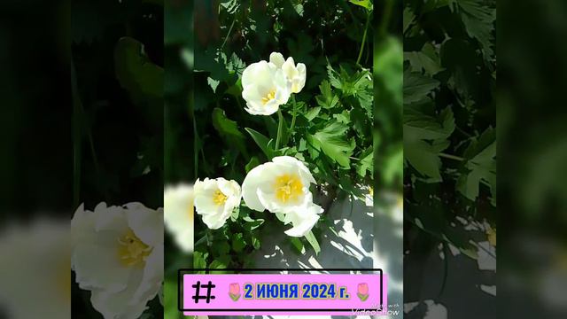 🌷 БЕЛЫЕ ТЮЛЬПАНЫ 🌷 2 ИЮНЯ 2024 г.🌷