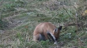 Лиса на даче