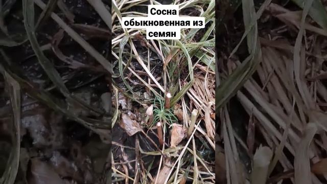 Сосна из семени спустя полгода смотреть онлайн